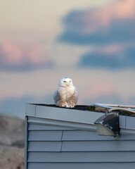 Snowy owl (Bubo scandiacus) on a beach house during annual wintering migration - Long Island New York