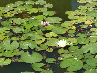 Nenúfar