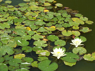Nenúfar
