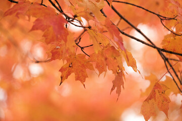autumn leaves background