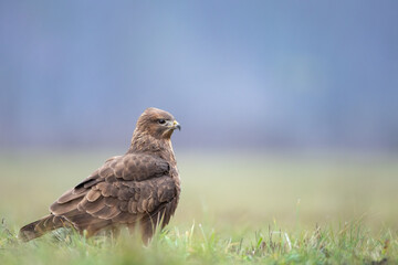 landing Common buzzard Buteo buteo in the fields in winter snow, buzzards in natural habitat, hawk bird on the ground, predatory bird close up winter bird