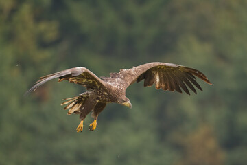 Majestic predator White-tailed eagle, Haliaeetus albicilla in Poland wild nature