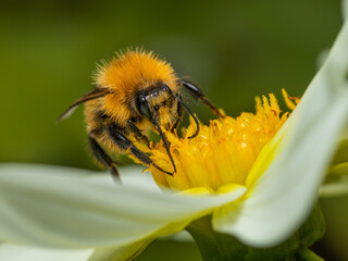 bombus pascuorum on white dahlia