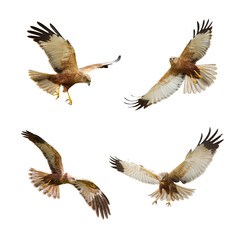 Bird of prey Marsh Harrier Circus aeruginosus isolated on white background - mix set four flying birds - obrazy, fototapety, plakaty