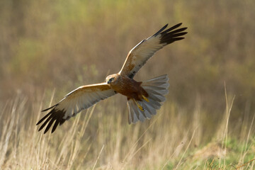Flying Birds of prey Marsh harrier Circus aeruginosus, hunting time Poland Europe	