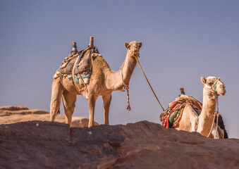 Chameaux dans le désert Jordanien