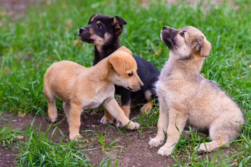 newborn puppies breed jack russel terrier sucking maternal milk feeding dog house rural wood.