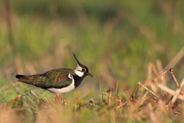 Bird Lapwing Vanellus vanellus on green background spring time close up