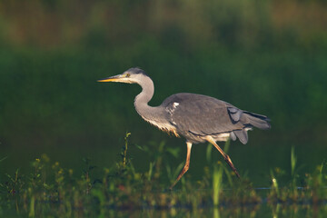 Bird Grey heron, gray heron Ardea cinerea bird on dark green background, hunting time