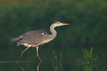 Bird Grey heron, gray heron Ardea cinerea bird on dark green background, hunting time