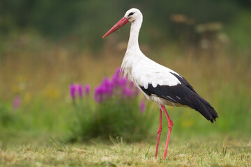Bird White Stork Ciconia ciconia hunting time summer in Poland Europe	