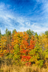Landscape autumn road with colourful trees, autumn Poland, Europe and amazing blue sky with clouds, sunny day