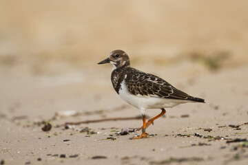 bird - Ruddy Turnstone migratory Arenaria interpres shorebird, migratory bird, Poland Europe Baltic Sea
