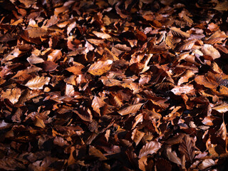 autumn dry leaves, autumn background, carpet of leaves in brown tones