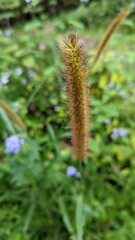 Obraz premium caterpillar on a flower