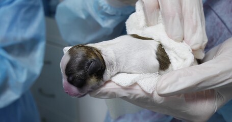 A little puppy sleeps cutely on the hand of a veterinarian who helped him to be born. The dog had a...