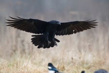 Bird Common Raven Corvus corax, dark style big black scary bird flying	