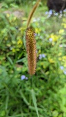 flowers in the forest