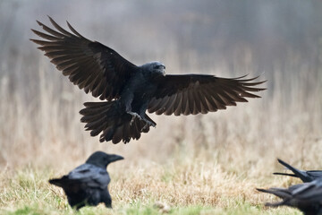 Bird Common Raven Corvus corax, dark style big black scary bird flying	