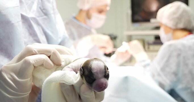 The puppy is carefully held in the palm of your hand and gently wiped with a napkin. Against a blurred background, surgeons can be seen performing a caesarean section on a pregnant dog.