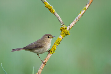 Small bird - Chiffchaff Phylloscopus collybita perched on tree, summer time