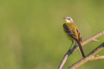 Fototapeta premium Small bird Yellow Wagtail sitting on tree male Motacilla flava