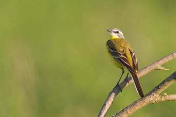 Small bird Yellow Wagtail sitting on tree male Motacilla flava