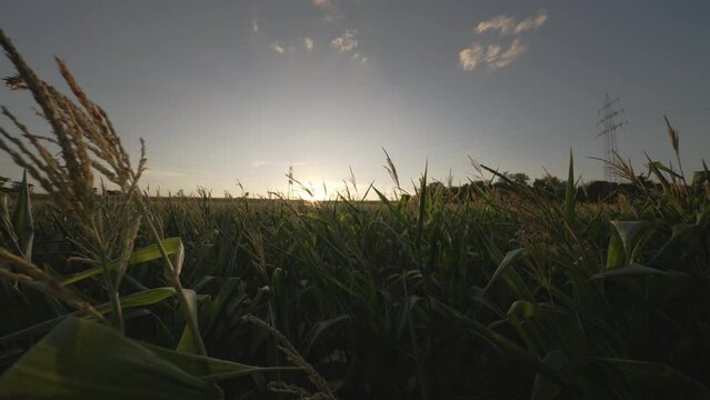 Sunset over a corn field, Germany 2022