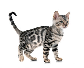 bengal kitten in studio