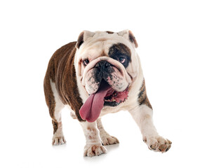 Obraz premium english bulldog in studio
