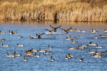 Obraz premium Geese Landing, Pylypow Wetlands, Edmonton, Alberta