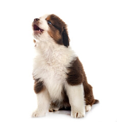 Fototapeta premium Miniature American Shepherd