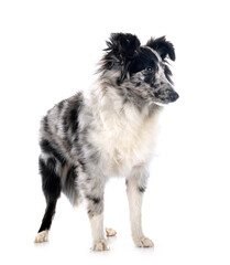 Shetland Sheepdog in studio