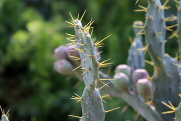 Very sharp needles on the leaves of a large cactus.