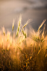 Closeup picture of the wheat in the fields of Castelluccio di Norcia, Central Italy