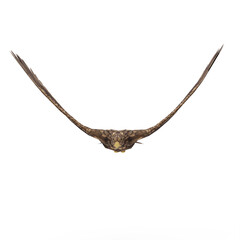 Golden eagle isolated