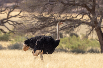Afrikanischer Strauß ♂.Struthio camelus.Linnaeus, 1758