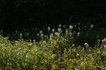 grass and flowers
