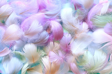 Angelic pastel tinted blue feather background - small fluffy blue feathers randomly scattered...
