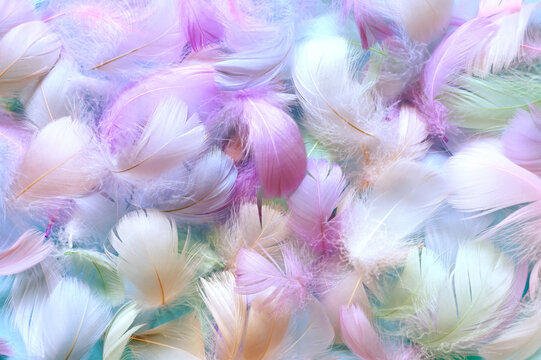 Angelic pastel tinted blue feather background - small fluffy blue feathers randomly scattered forming a background