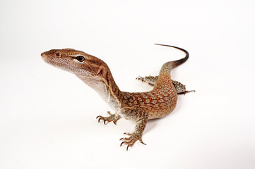 Black-headed monitor, black-tailed monitor // Trauerwaran (Varanus tristis orientalis)