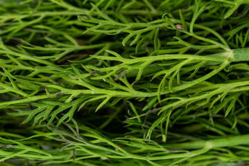 the fresh natural green  bunch dill