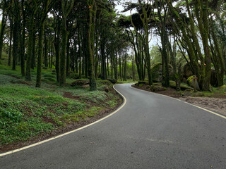 Fototapeta na wymiar Road in a forest surrounded by old trees