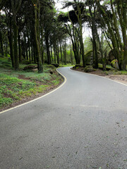 Road in a forest  surrounded by old trees