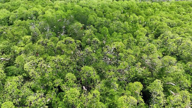 Sunda flying foxes, Acerodon mackloti, fly above a remote mangrove forest where they roost in Indonesia. Mangroves provide vital habitat for invertebrates, fish, birds, and fruit bats.