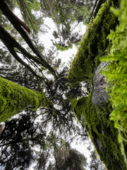 Fototapeta premium Bottom view of tall old trees in a forest