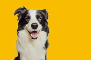 Funny emotional dog. Cute puppy dog border collie with funny face isolated on yellow background. Cute pet dog. Pet animal life concept