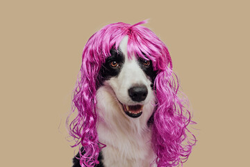 Pet dog border collie wearing colorful curly lilac wig isolated on beige brown background. Funny puppy in pink wig in carnival or halloween party. Emotional pet muzzle. Grooming barber hairdresser
