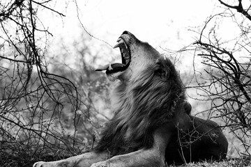 a lion roars in Africa
