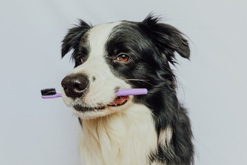 Cute smart funny puppy dog border collie holding toothbrush in mouth isolated on white background. Oral hygiene of pets. Veterinary medicine, dog teeth health care banner